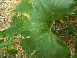 Feuilles de courgettes tachetées