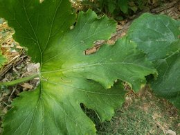 Feuilles de courgettes tachetées