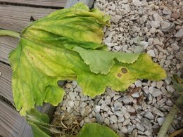 Feuilles de courgettes tachetées