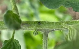 Mouchette plants de Tomate