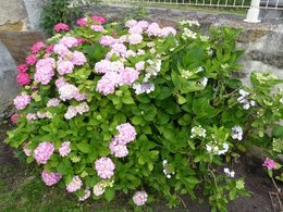 hortensias : comment les rendre plus beaux ?