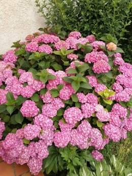 hortensias : comment les rendre plus beaux ?