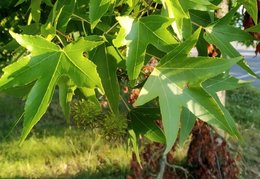 Identification arbre