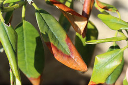 Mon rhododendron dépérit