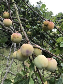 Identification arbres