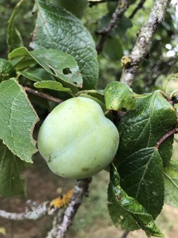 Identification arbres