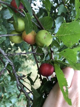 Identification arbres