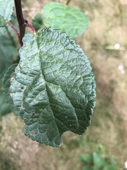 Identification arbres
