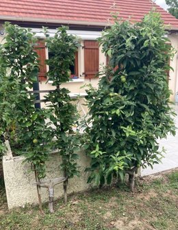 Transformer un pommier palmette en plein-vent