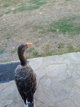 Au  petit coucou amical