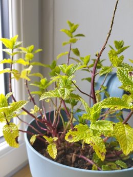 Feuilles de menthe qui jaunissent/tâches brunes et tombent