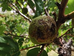 Abricots tachés