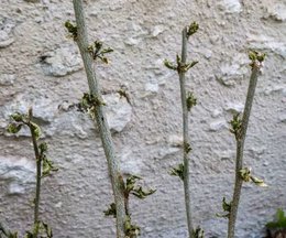 Pourquoi certains de mes hibiscus (althéa) dépérissent ?