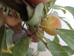 Maladie sur mirabelles