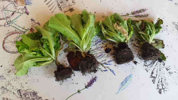 Salades rachitiques | Forum jardinage
