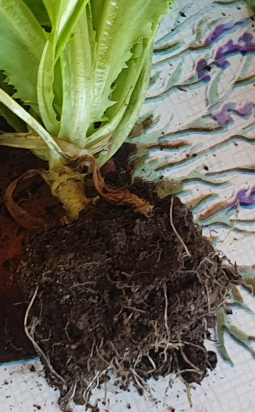 Salades rachitiques | Forum jardinage