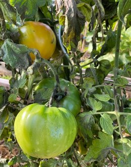 Branches noires Tomates