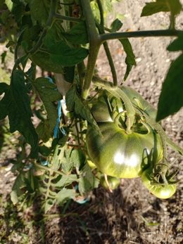 Branches noires Tomates