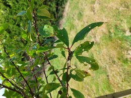 Maladie sur mirabellier (trou dans les feuilles)