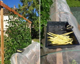 Mes premiers haricots beurre d'automne