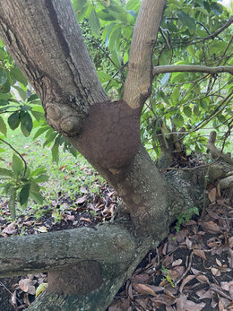 termite sur mon avocatier