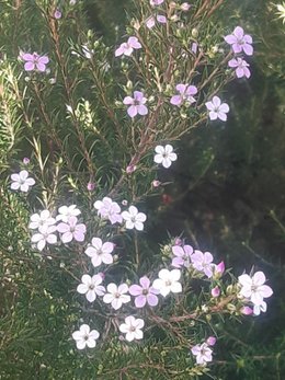 Arbustes décoratifs en hiver (fleurs, baies et écorces)