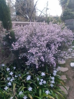 Arbustes décoratifs en hiver (fleurs, baies et écorces)