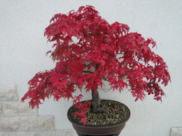 Acer palmatum 'Deshojo'
