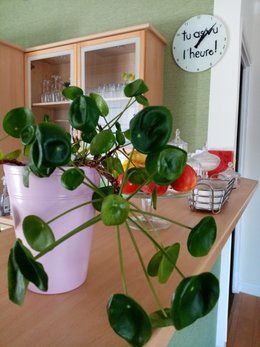 Connaissez-vous la PILEA PEPEROMIOIDES