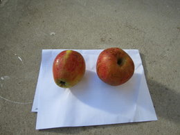 Quelle variété de pomme est ce?