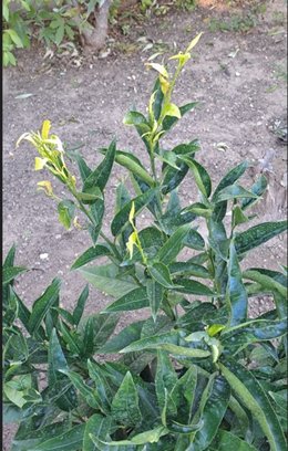 Les nouvelles feuilles de mon mandarinier se tordent