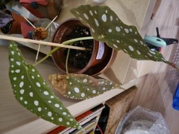 Begonia maculata - feuilles qui brunissent