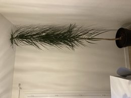 Plante qui touche le plafond: que faire?