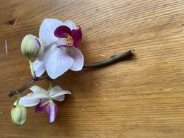 Branche orchidée cassée