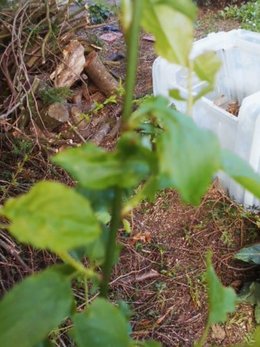 qu'est ce qui pousse dans mon jardin ????