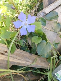 petit bonjour du jour