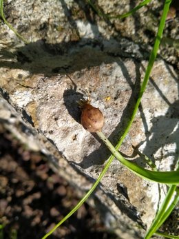 Quelle est cette plante ?