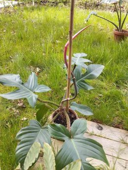 Philodendron squamiferum monte en tige ?