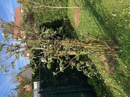 Transformer un pommier palmette en plein-vent