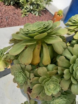 Mon aeonium fait la tête