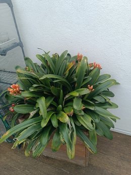 CLIVIA  attaqué