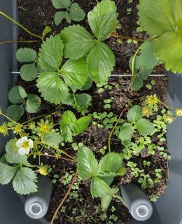 Cohabitation fraisiers et radis en jardinière