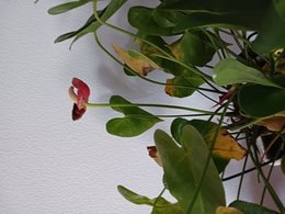 Anthurium