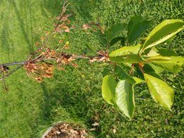 faible fructification cerisier