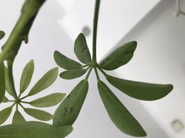 Schefflera en mauvais point