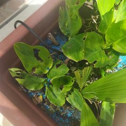 Feuilles de Canna dévorées