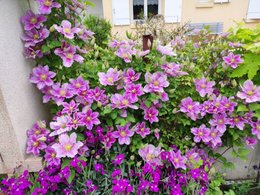 Lierre rampant envahissant mon carré potager