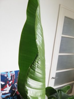 Enroulement feuille strelitzia