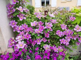 petit bonjour du jour