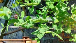 Petits pois plats
